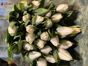 Bukiet białych tulipanow