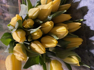 Bukiet z 19  żółtych tulipanów  (1)