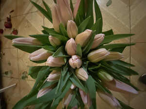 Bukiet z 17  różowych  tulipanów 