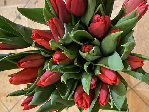 tulip czerw.JPG
